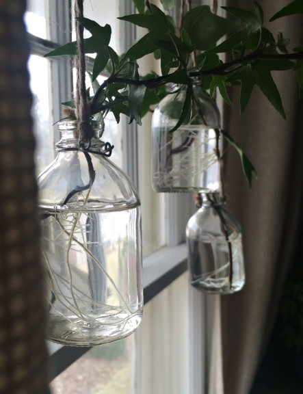 Rooted cuttings suspended by twine in a window.
