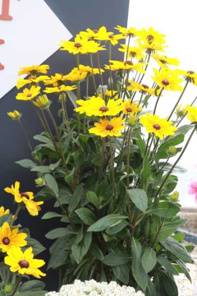 Rudbeckia hirta 'Rising Sun' (Green Fuse)