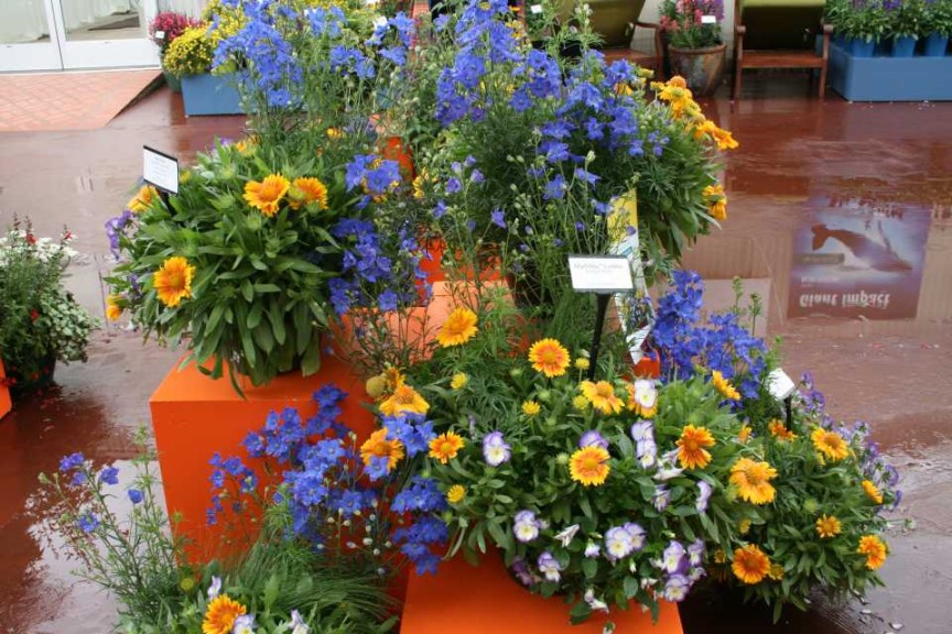 Rythmix Boogie Blues Combo (Darwin Perennials)