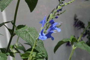 Salvia 'Blue Butterfly' (Jaldety)