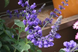 Danziger 2016 New Variety Introductions