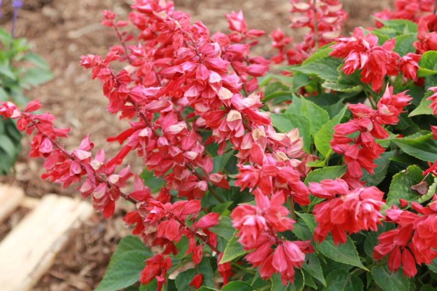 Salvia Saucy Red (Kientzler)