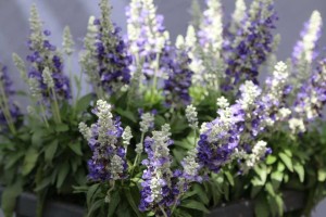 Salvia farinacea 'Farina Bicolor Blue' (Ernst Benary of America)
