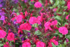 Salvia greggii 'Mirage Neon Rose' (Darwin Perennials)