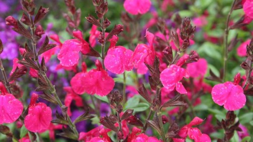 New Darwin Perennials, Ball FloraPlant, And Burpee Intros Cover The Gardening Gamut At California Spring Trials 2016