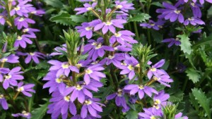 Allan Armitage Picks His Favorites From Proven Winners, Danziger, and Syngenta During 2016 California Spring Trials