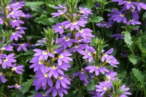 Danziger 2016 New Variety Introductions