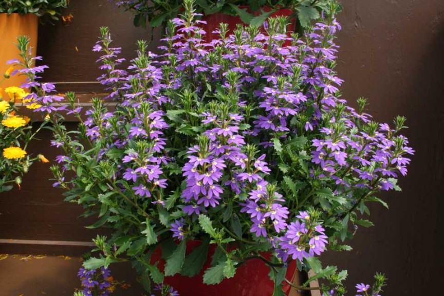 Scaevola Purple Haze (Danziger)