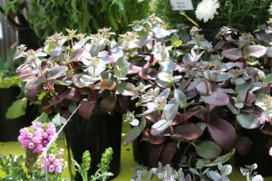 Sedum 'Chocolate Cherry'
