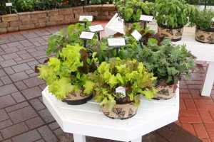 Simply Salad Collection (PanAmerican Seed)