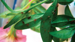 How To Stop Aphids In The Greenhouse