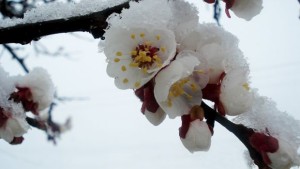 How Garden Shops Can Best Weather An Unusually Early Spring