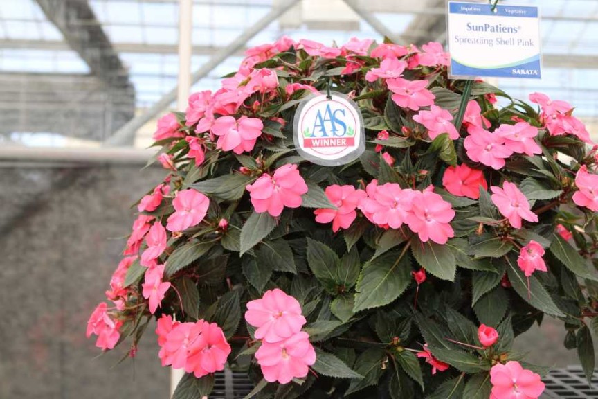 Spreading Shell Pink, An AAS Winner