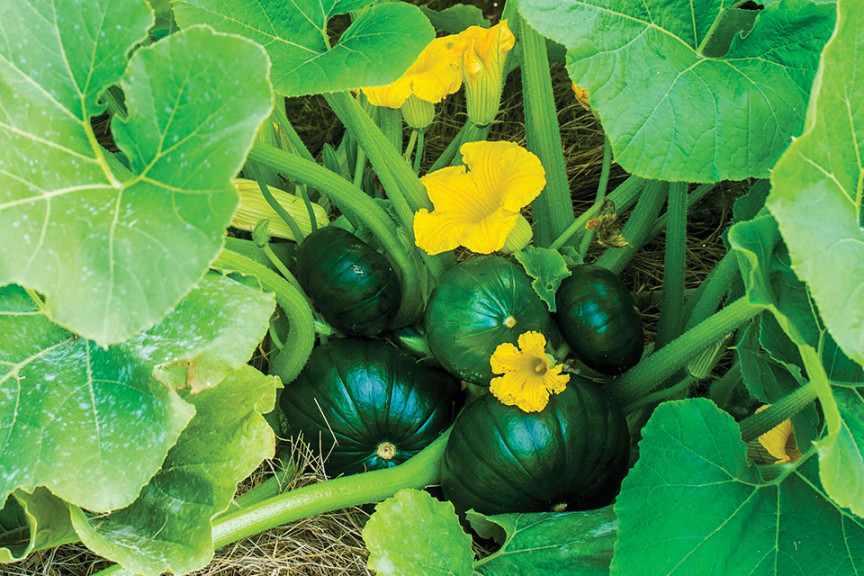 Squash ‘Cupcake’ (Burpee, Ball Horticultural Co., Santa Paula, CA)