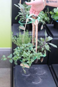 Starter Gardens Display (MasterTag)