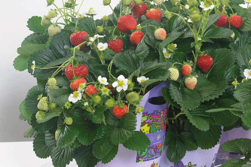 Strawberry ‘Delizz’ (ABZ Seeds at Speedling, San Juan Bautista, CA)