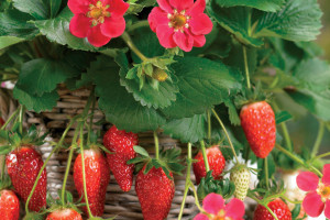 Strawberry ‘Sweet Kiss’ (Ball Ingenuity, Ball Horticultural Co., Santa Paula, CA)