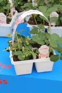 Strawberry 'Sweet Kiss' (Ball Ingenuity)