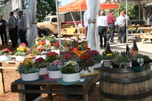 Succulent Combos From Dümmen