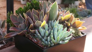 Dümmen Orange Expands Its Succulent Offerings Through New Partnership With Wander Tuinier B.V.