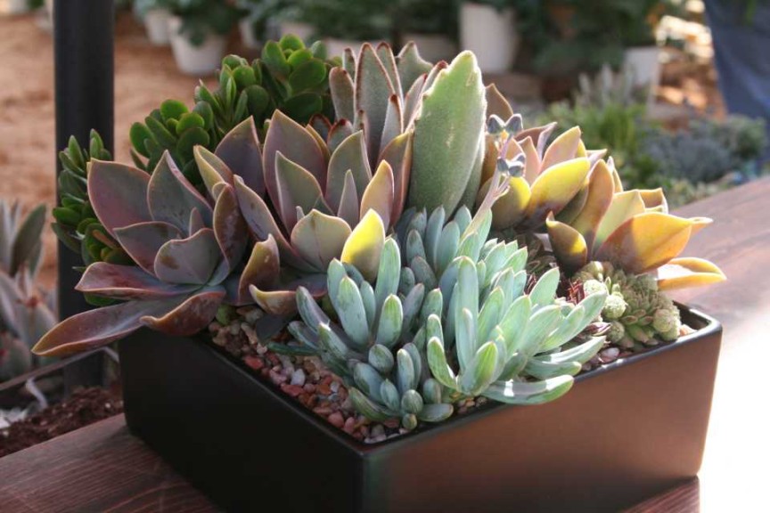 Succulent Combo With Blue Sky Creative