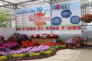Sakata Celebrates The 10th Anniversary Of SunPatiens