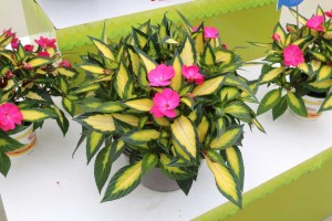 Impatiens ‘SunPatiens Compact Tropical Rose’ (Sakata Ornamentals)