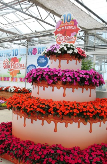 SunPatiens birthday cake at Sakata is a great concept for any celebration