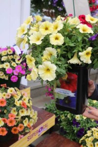 SuperCal Garden Magic Mix (Sakata Ornamentals)