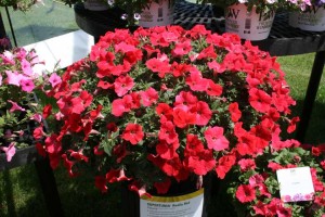 Supertunia Really Red