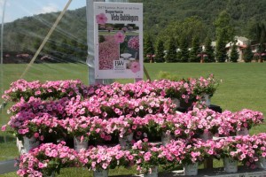 Supertunia Vista Plant of the Year 2017 (Proven Winners)