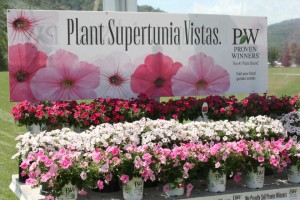 Supertunia Vista billboard and plants (Proven Winners)