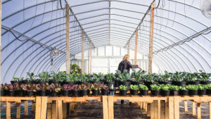 Nutrient Supply Makes A Difference In Soil Media Testing