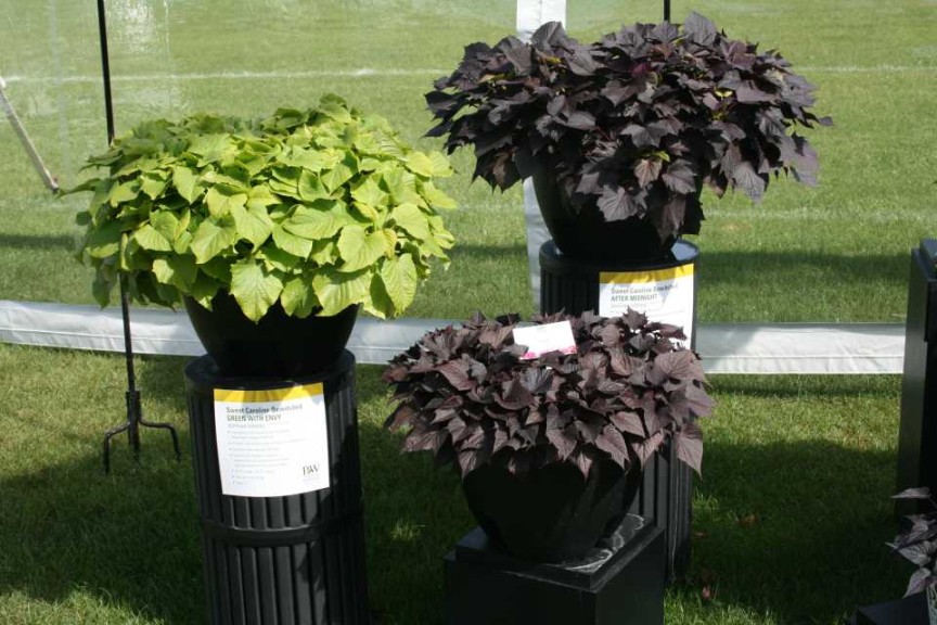 Sweet Caroline ipomoeas (Proven Winners)