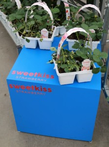 The impact of painting a phrase (or label) on a pedestal at Burpee