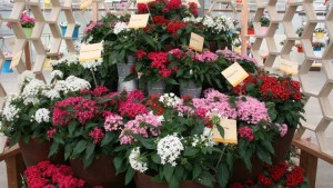 Syngenta Flowers Opens Its Perennial Genetics To The Market, And Plans To Change The Future Of Pentas And Geranium Breeding