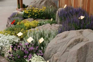 Syngenta Perennials Are Now Open To The Market