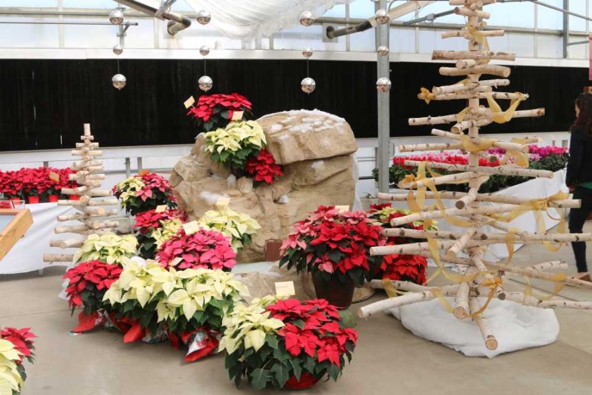Syngenta's Poinsettia Offerings