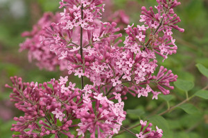 Syringa ‘Bloomerang Pink Perfume’ (Proven Winners Spring Meadow, Kirigin Cellars Winery, Gilroy, CA)