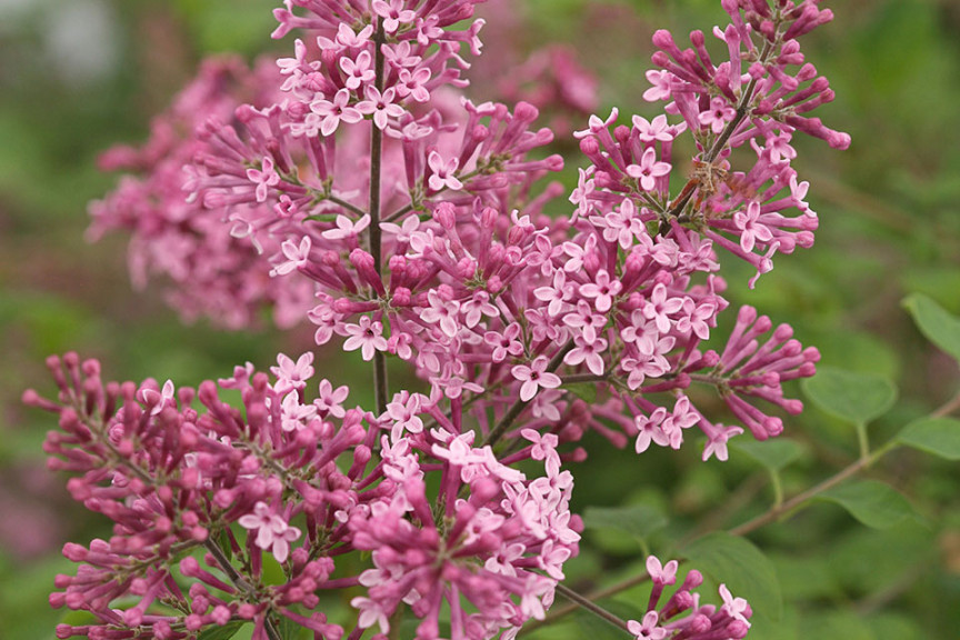 Syringa ‘Bloomerang Pink Perfume’ (Proven Winners Spring Meadow, Kirigin Cellars Winery, Gilroy, CA)