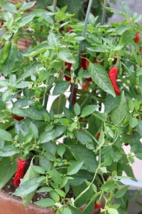 'Takara Pepper' Homegrown Vegetable