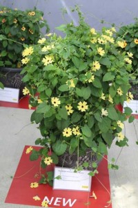 Thunbergia 'Arizona Lemon Sunrise' (Volmary)