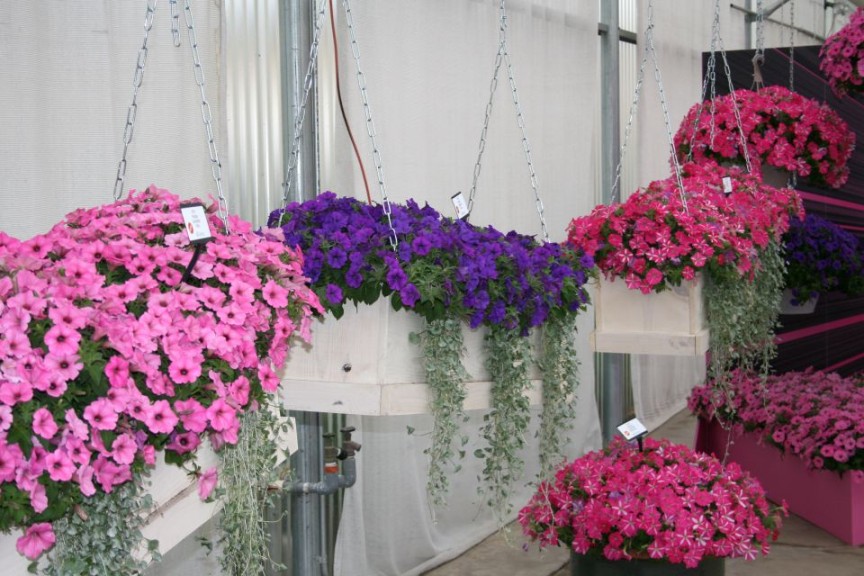 Tilted, hanging planter boxes at Ball FloraPlant
