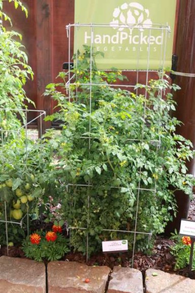 Tomato 'Candyland Red' (PanAmerican Seed)