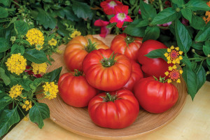 Tomato ‘Madame Marmande’ (Burpee, Ball Horticultural Co., Santa Paula, CA)