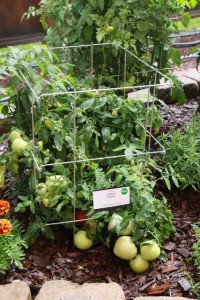 Tomato 'Stellar' (PanAmerican Seed)