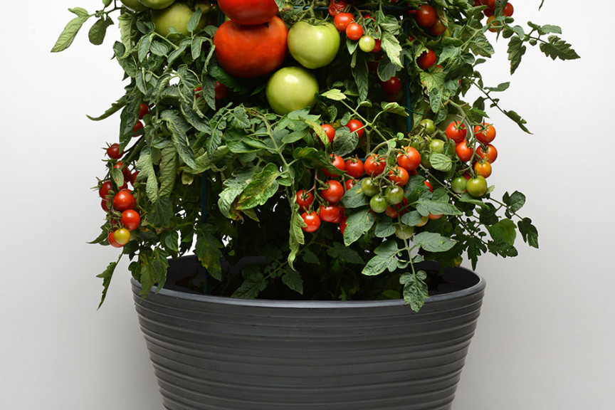 Tomato Take 2 Combos (Burpee, Ball Horticultural Co., Santa Paula, CA)