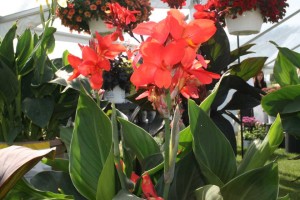 Toucan Cannas (Proven Winners)