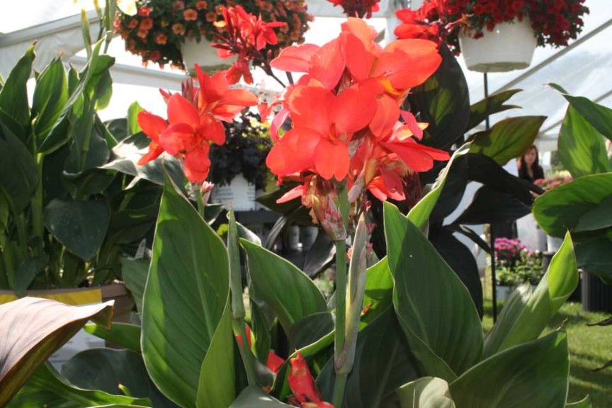 Toucan Cannas (Proven Winners)