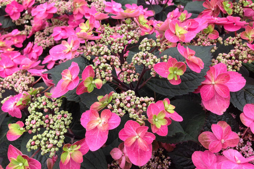 Hydrangea ‘Tuff Stuff Red’ (Proven Winners Spring Meadow, Kirigin Cellars Winery, Gilroy, CA)